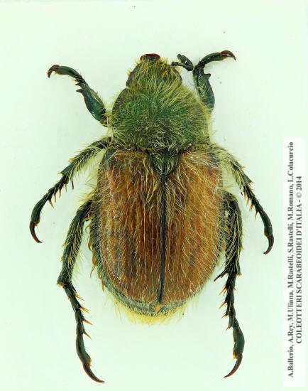 Anisoplia villosa, maschio